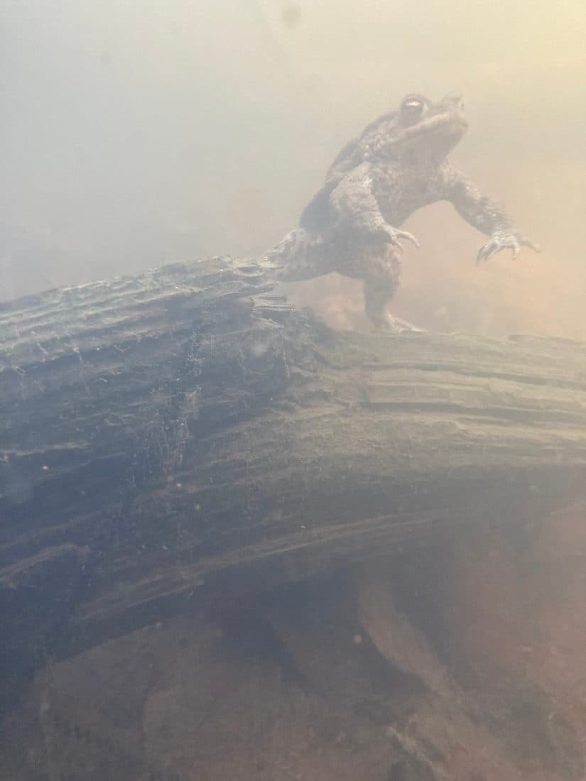 Eine Kröte unter Wasser auf einem Ast, das Wasser ist trüb