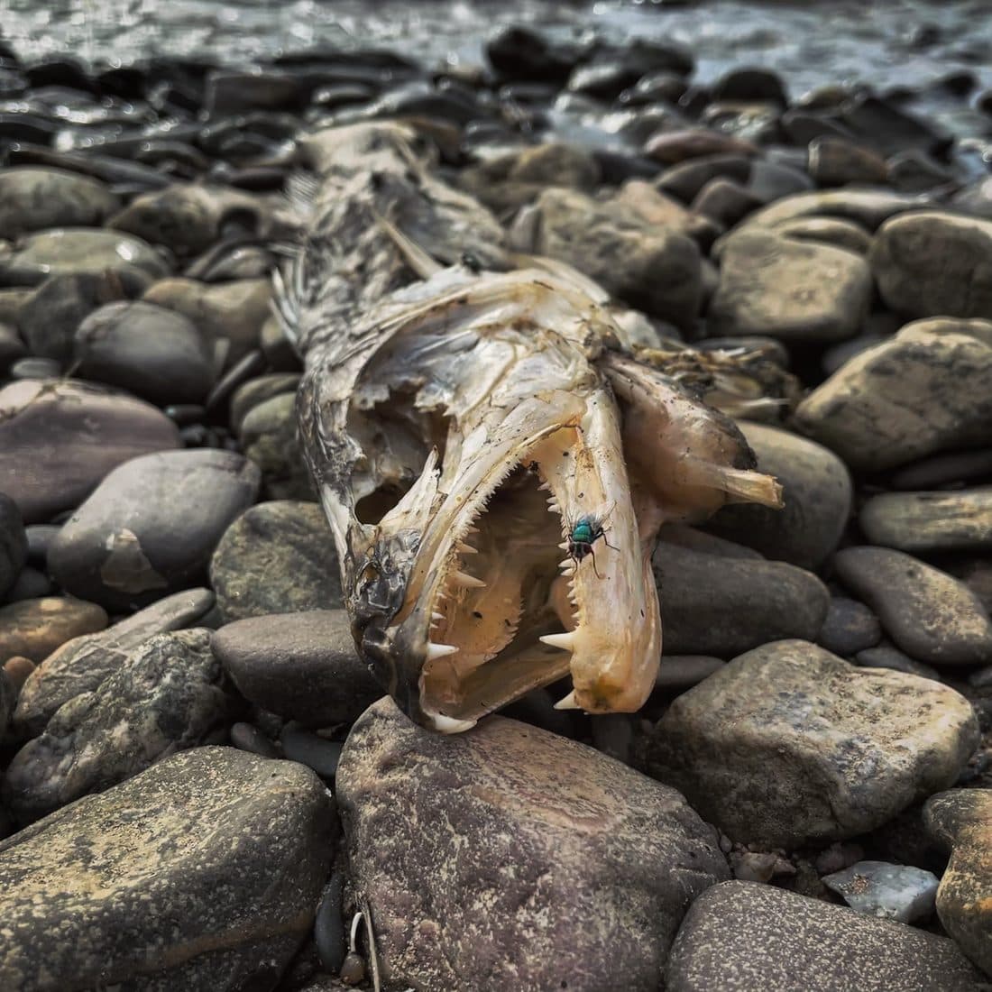 Der Kopf eines toten, teils skelettierten Raubfischs mit weit geöffnetem Maul und spitzen Zähnen liegt zwischen runden Steinen am Ufer, auf dem Kiefer sitzt eine grün schillernde Fliege