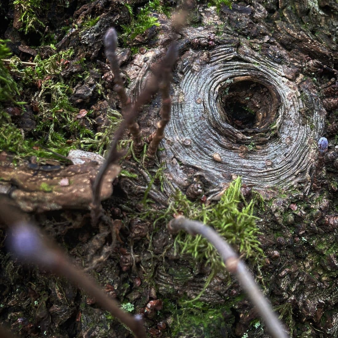 Ein Astloch in einer Baumrinde mit kreisförmigen Ringen, ringsum Moos und dünne Zweige