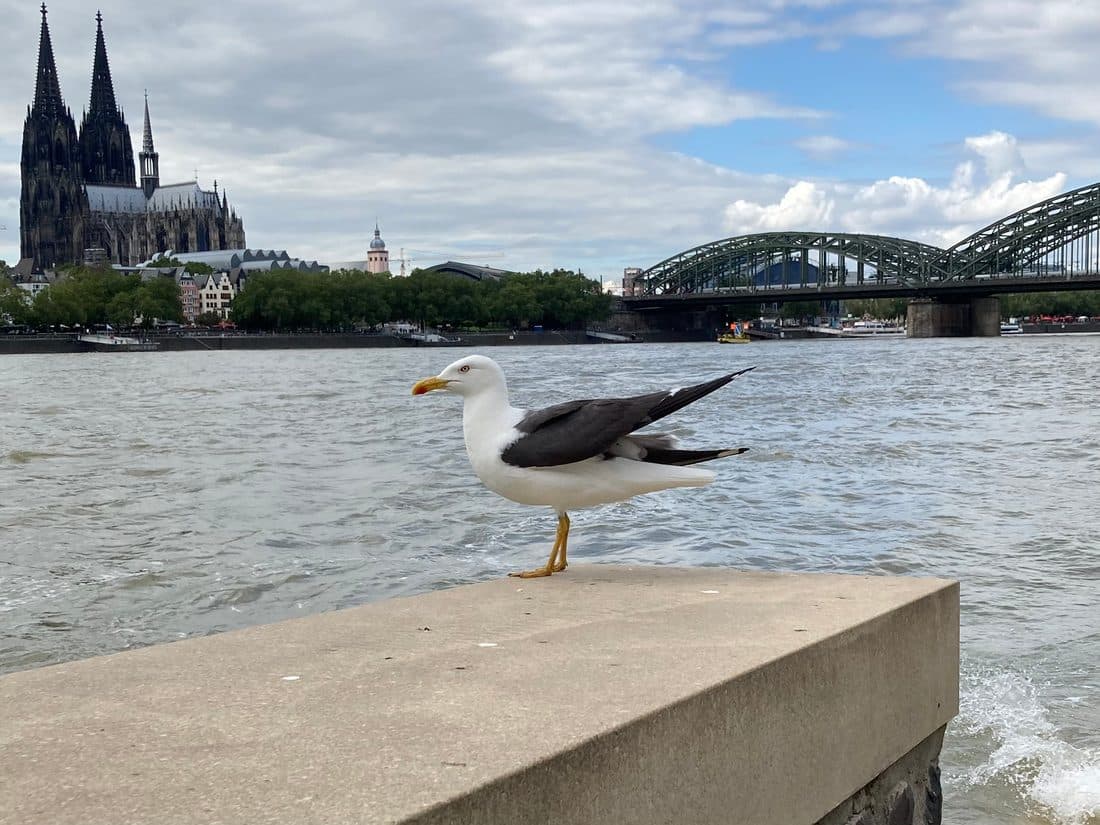 Eine Möwe auf der Ufermauer am Rhein, im Hintergrund der Kölner Dom und die Hohenzollernbrücke