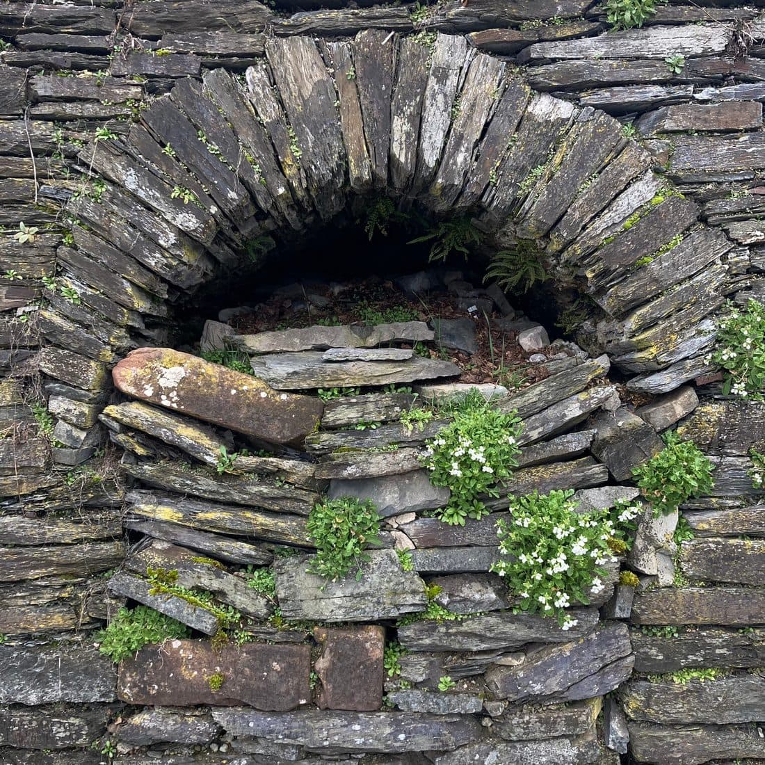Eine Trockenmauer aus Schiefer mit einer gewölbten Nische, in den Fugen kleine weiße Blüten