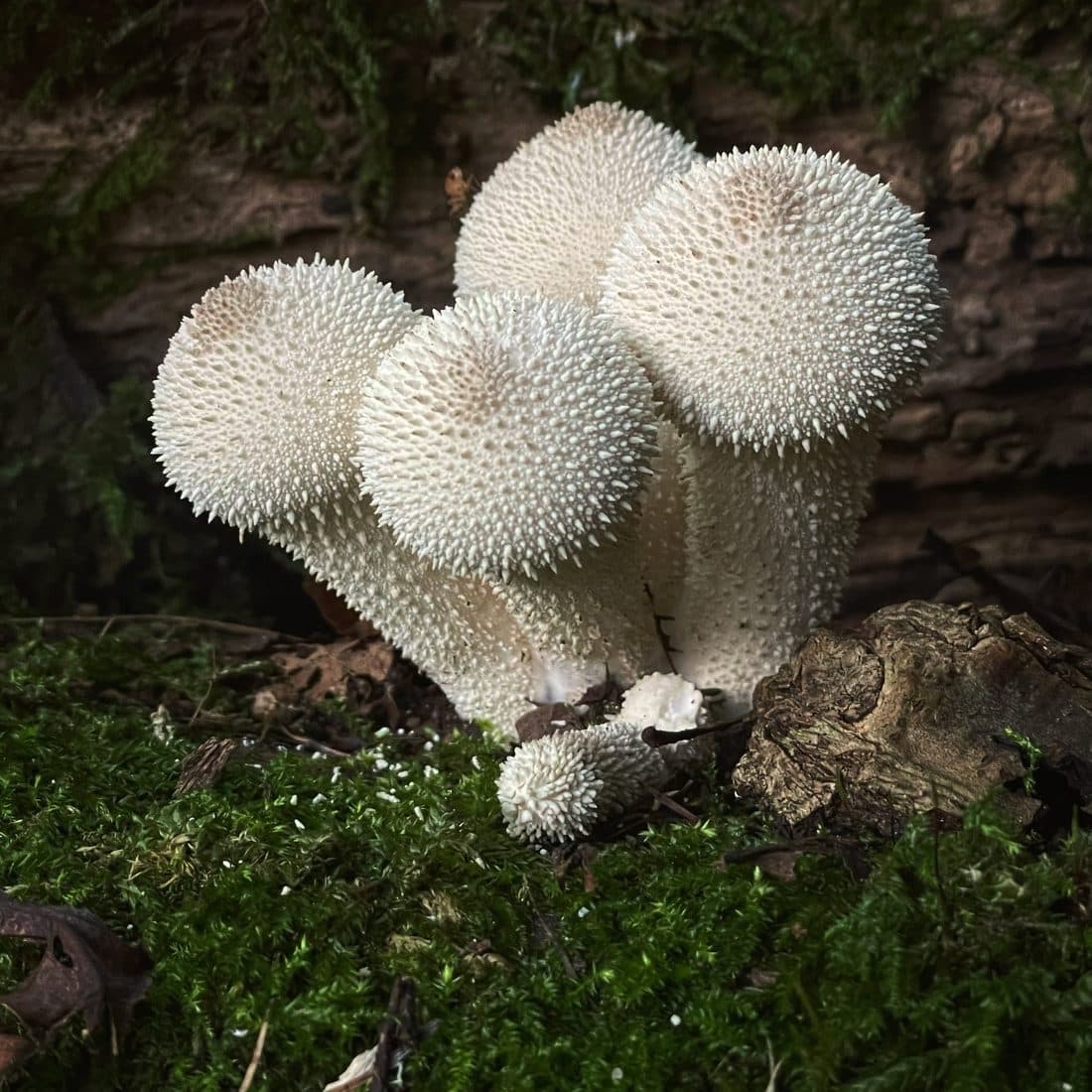 Eine Gruppe weißer, stacheliger Stäublinge auf Moos, dahinter dunkles Holz