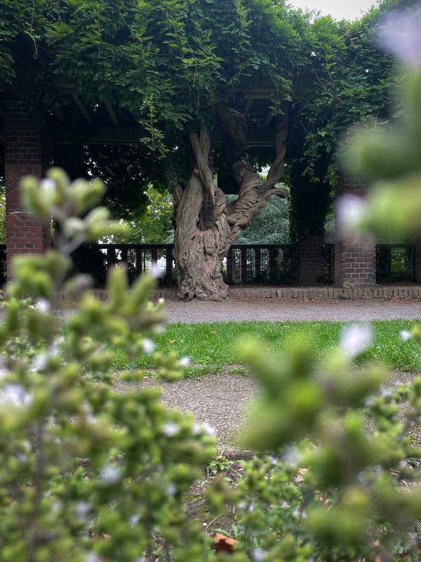 Eine Pergola mit Backsteinpfeilern und einem knorrigen Stamm, im Vordergrund unscharfe Blüten