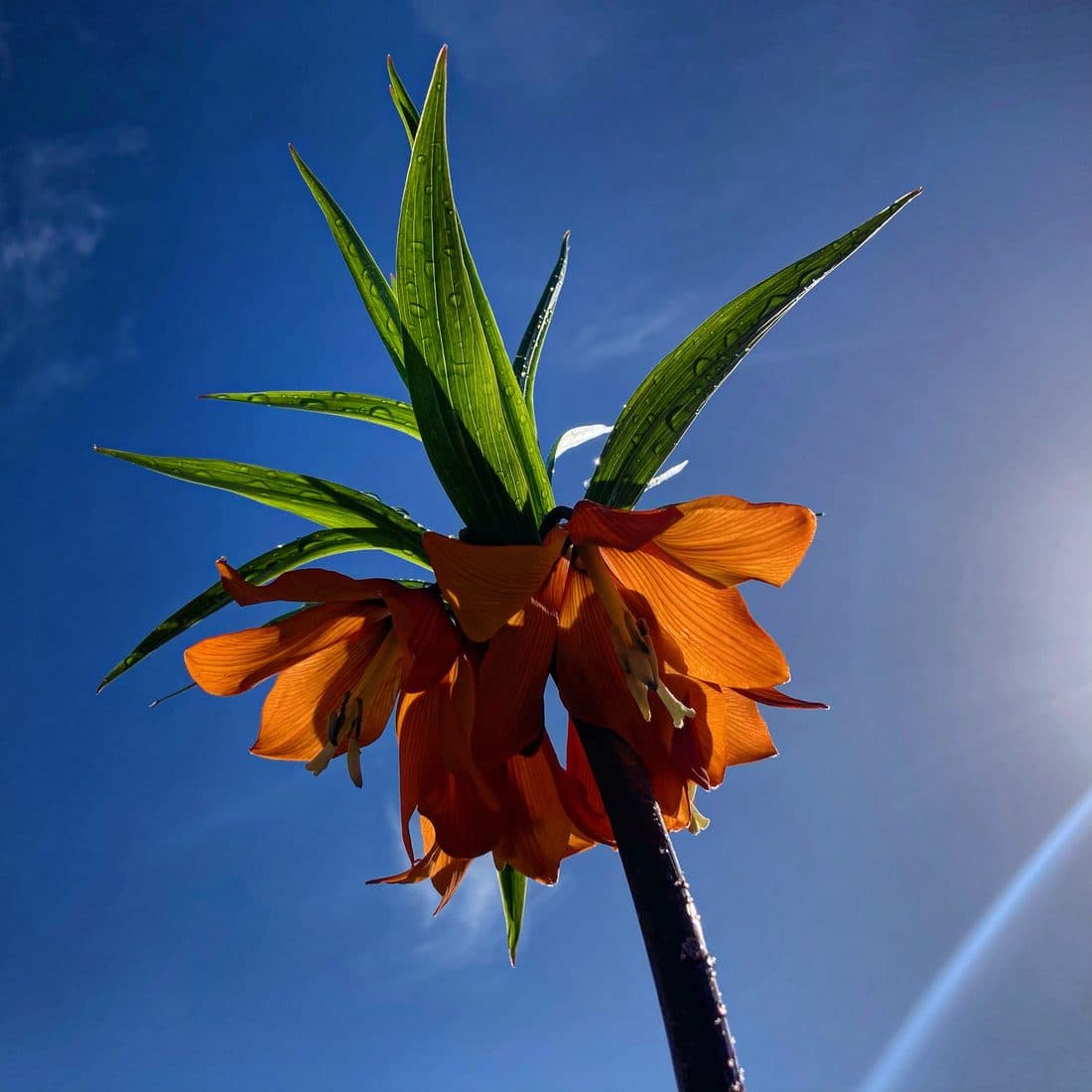 Eine orange Kaiserkrone von unten: Die Blüten hängen unter einem Schopf grüner Blätter vor tiefblauem Himmel