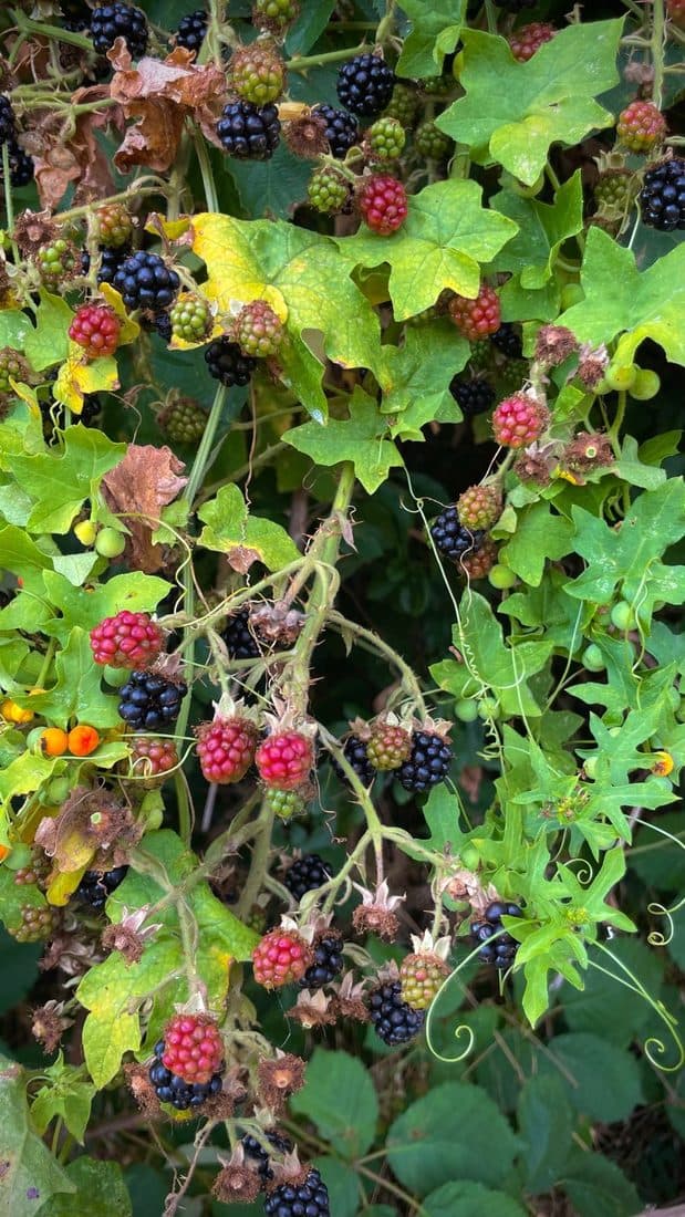 Ein Brombeerstrauch mit Früchten in allen Reifestadien, von grün über rot bis schwarz, dazwischen die gelappten Blätter einer Zaunrübe
