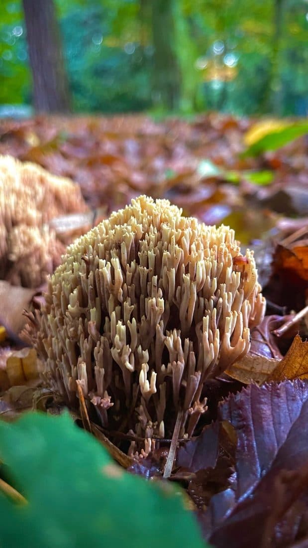Ein hellbeiger Korallenpilz mit vielen gegabelten Ästen steht aus Bodenhöhe fotografiert zwischen braunem Laub, dahinter unscharf der Wald