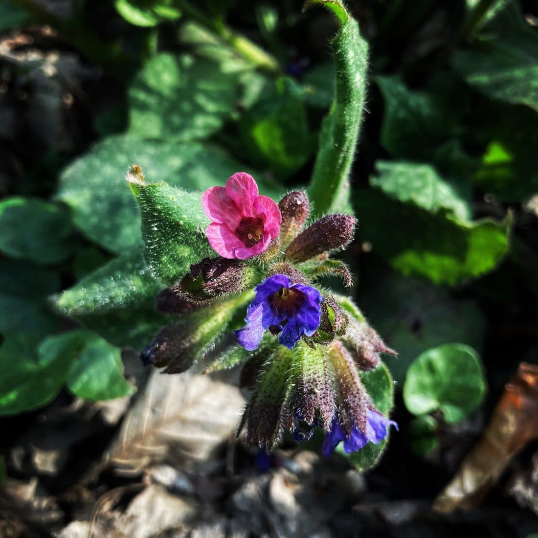 Lungenkraut mit einer rosa und mehreren blauvioletten Blüten an einem behaarten Stängel, ringsum grüne Blätter, im Sonnenlicht vor dunklem Boden