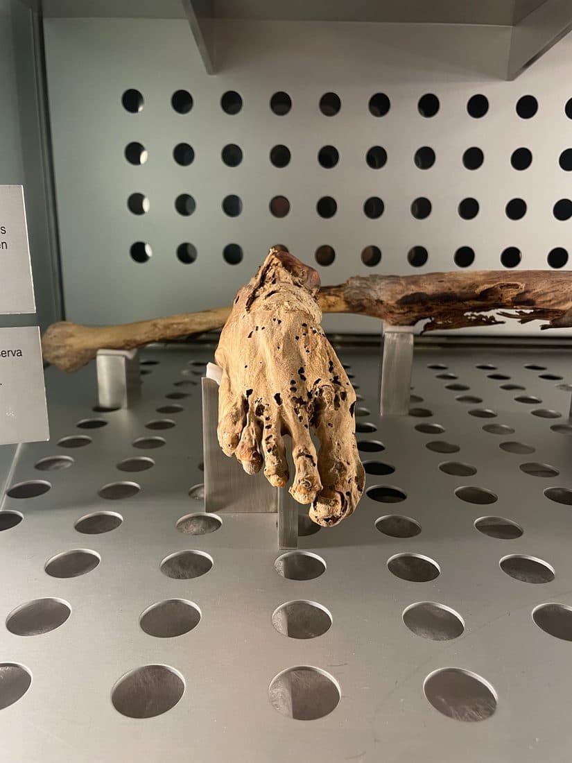 In einer Museumsvitrine hängt ein mumifizierter Fuß mit eingetrockneten Zehen nach unten an Metallstützen, dahinter ein Knochen auf gelochtem Metallblech