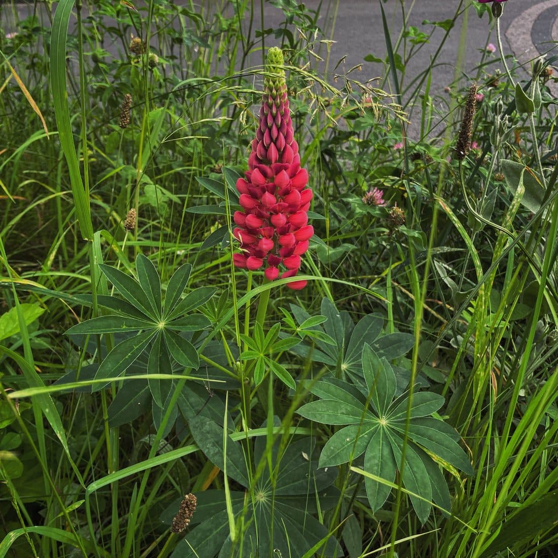 Eine Lupine mit dichter, karminroter Blütenähre und handförmig geteilten Blättern zwischen Gräsern und Klee, dahinter eine asphaltierte Straße
