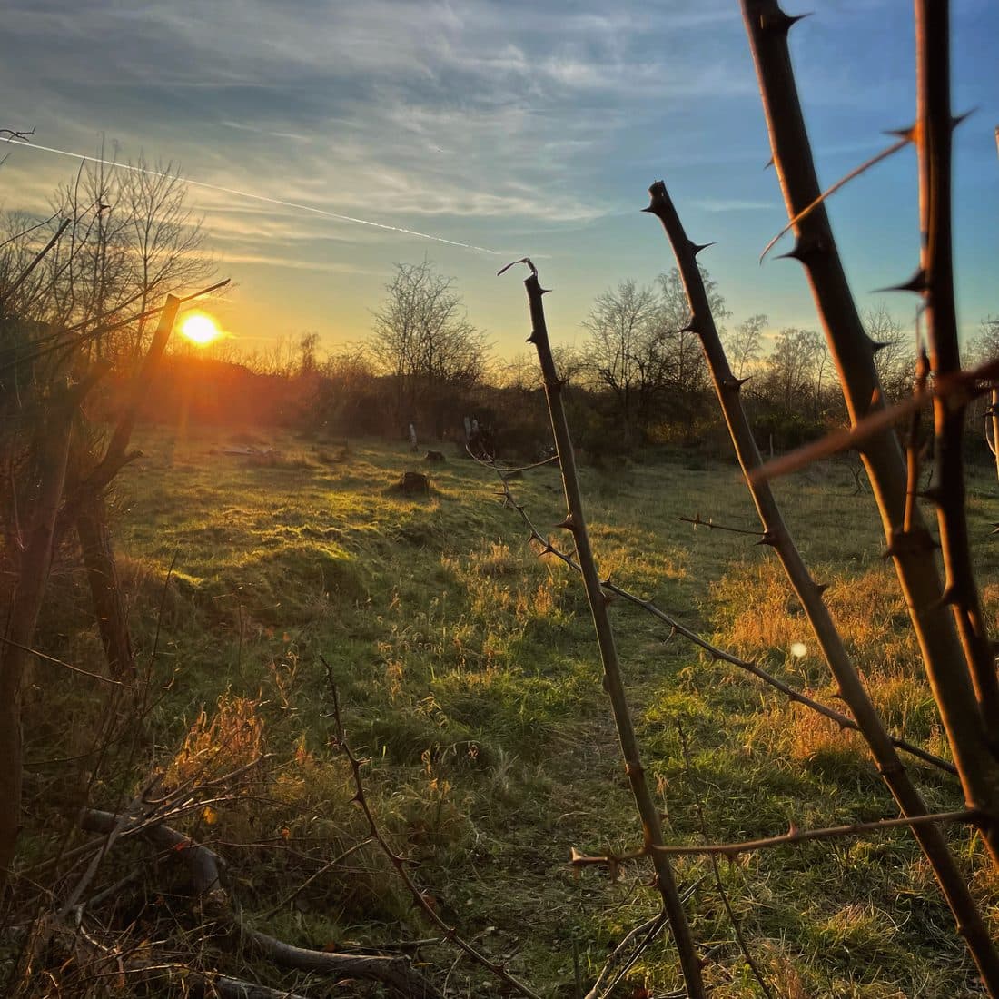 Eine Wiese mit kahlen Bäumen und Sträuchern im Licht der tief stehenden Sonne, im Vordergrund dornige Zweige, am blauen Himmel feine Wolken und ein Kondensstreifen