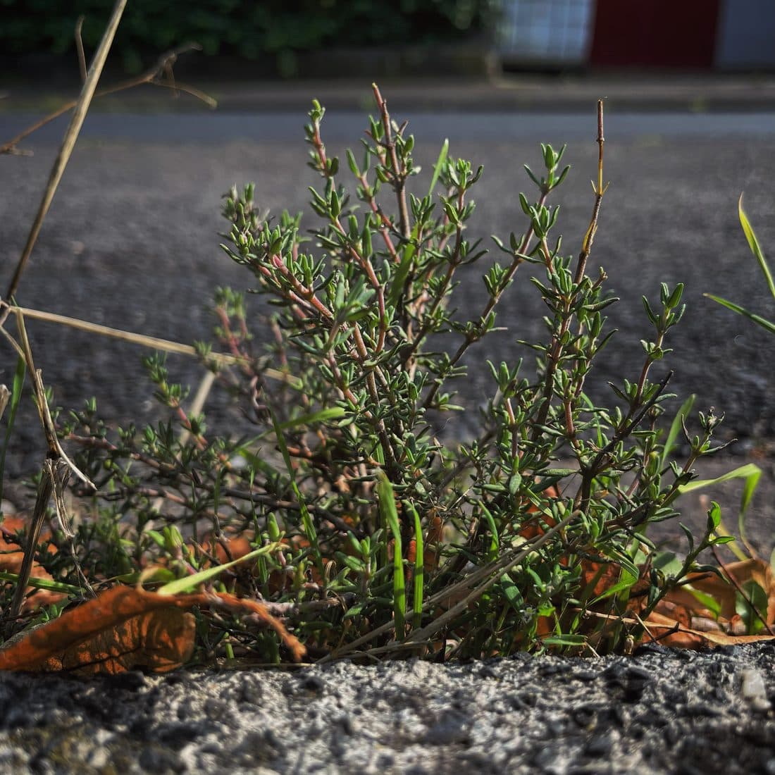 Ein kleiner, buschiger Pflanzenhorst mit schmalen Blättchen an rötlichen Stängeln wächst am Bordstein einer Asphaltstraße, dazwischen trockene Halme und braunes Laub