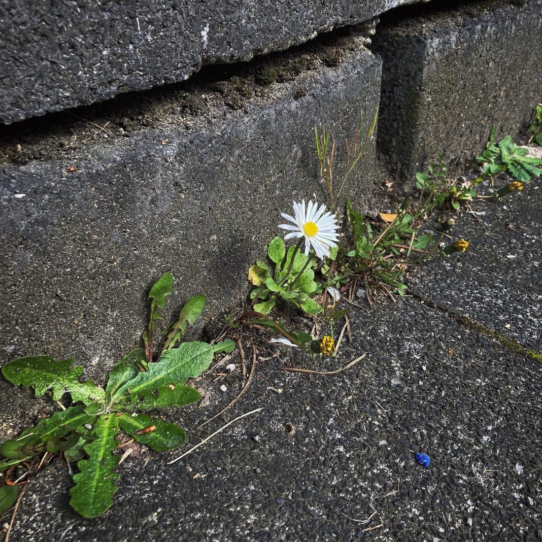 Ein einzelnes Gänseblümchen wächst mit anderen Wildkräutern aus der Fuge zwischen grauen Betonblöcken und dem Gehweg