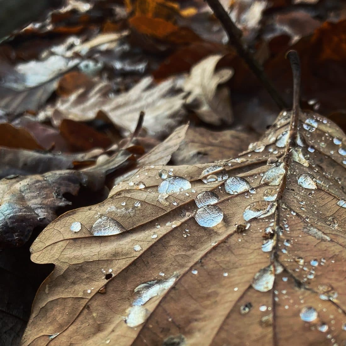 Ein welkes, hellbraunes Blatt voller Wassertropfen liegt auf nassem Laub, dahinter unscharf weitere braune Blätter