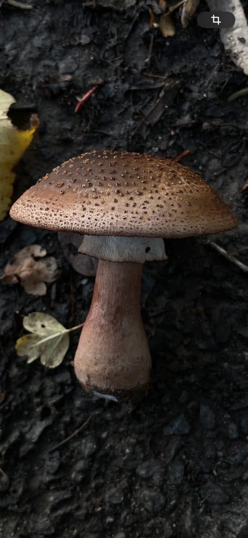 Ein Pilz mit braunem, gesprenkeltem Hut auf dunkler Erde