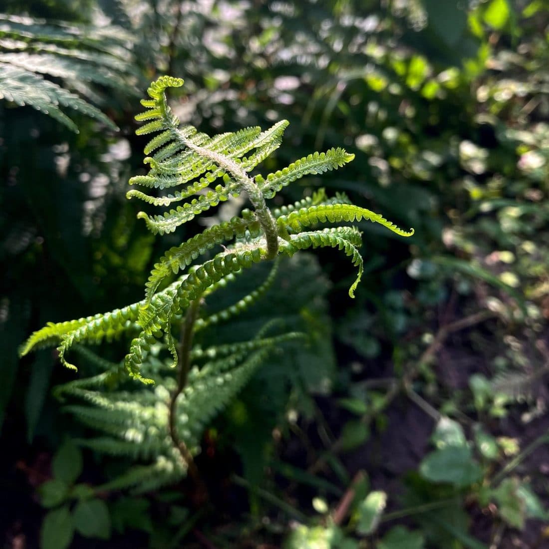 Ein junger Farnwedel im Sonnenlicht, die Fiederspitzen noch eingerollt, dahinter dunkles Grün