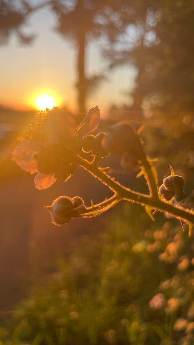 Eine Brombeerranke mit Knospen im Gegenlicht der tief stehenden Sonne