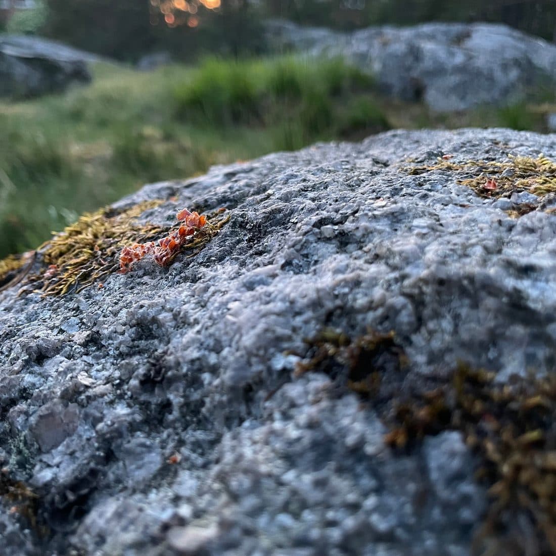 Ein von Flechten überzogener Felsen aus der Nähe, darauf kleine rote Pflanzen