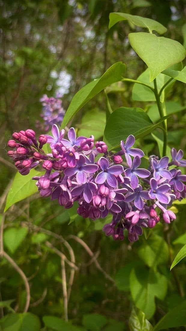 Eine violette Fliederrispe mit geöffneten Blüten und dunkleren Knospen, umgeben von hellgrünen Blättern