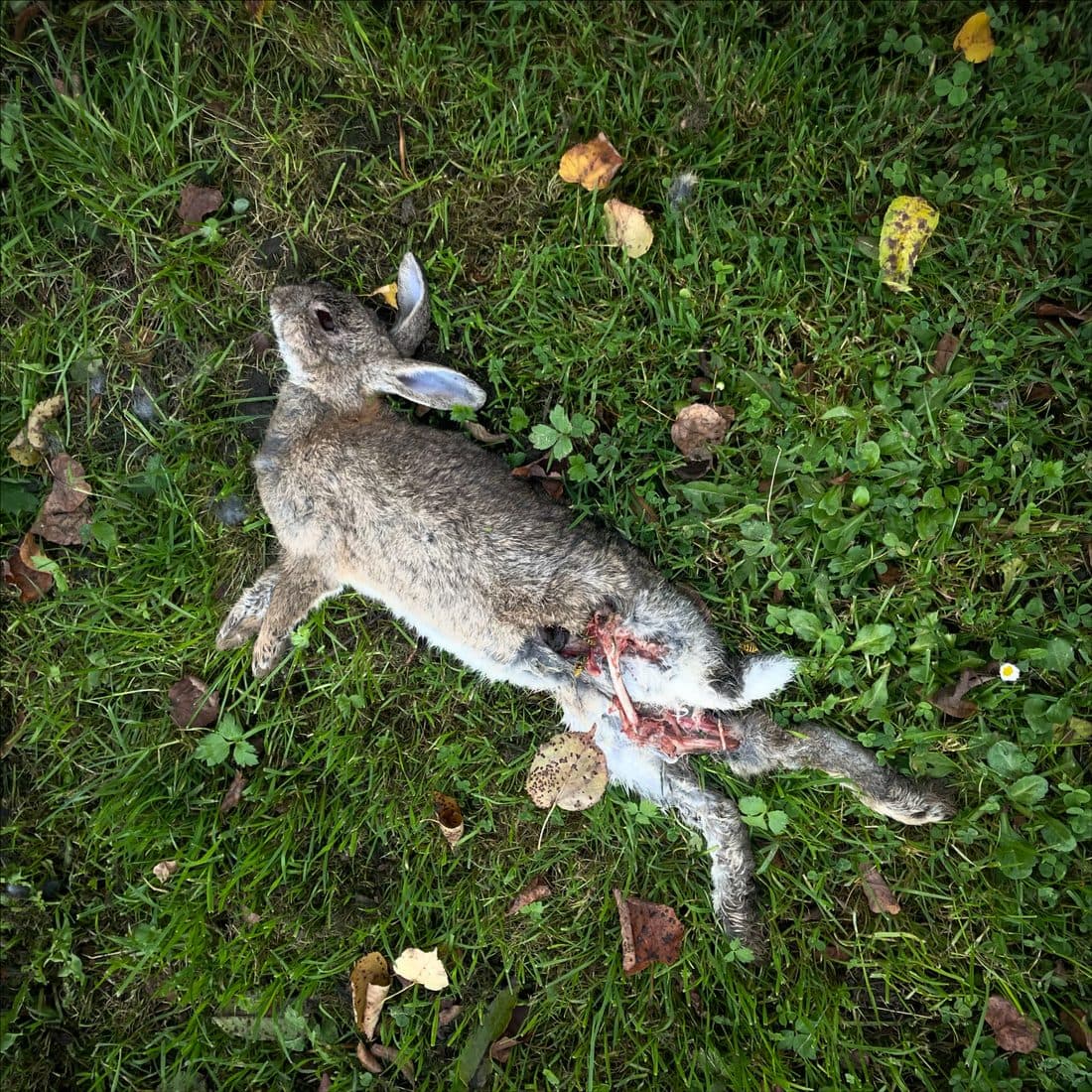 Ein totes Kaninchen liegt auf der Seite im Gras zwischen Klee und vereinzelten Herbstblättern, sein Unterleib ist aufgerissen