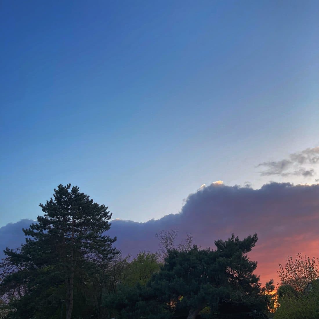 Über den dunklen Umrissen von Nadel- und Laubbäumen zieht eine violettgraue Wolkenbank, die rechts unten von der Abendsonne orange und rosa angestrahlt wird, darüber klarer blauer Himmel