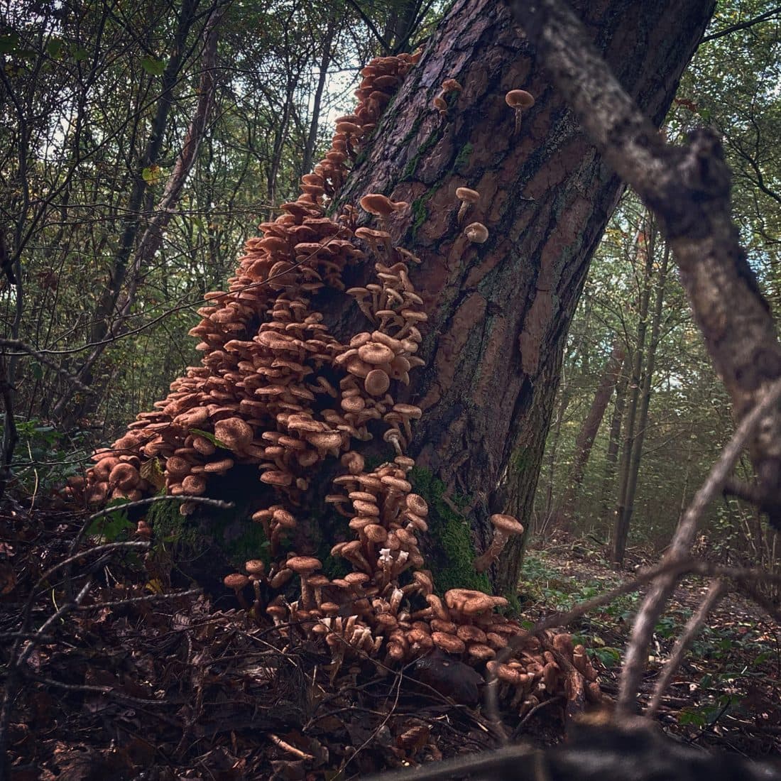 Dichte Büschel hellbrauner Pilze wachsen am Fuß eines leicht schräg stehenden Baumstamms mit rissiger Rinde empor, ringsum dünne Bäume und braunes Laub im gedämpften Waldlicht