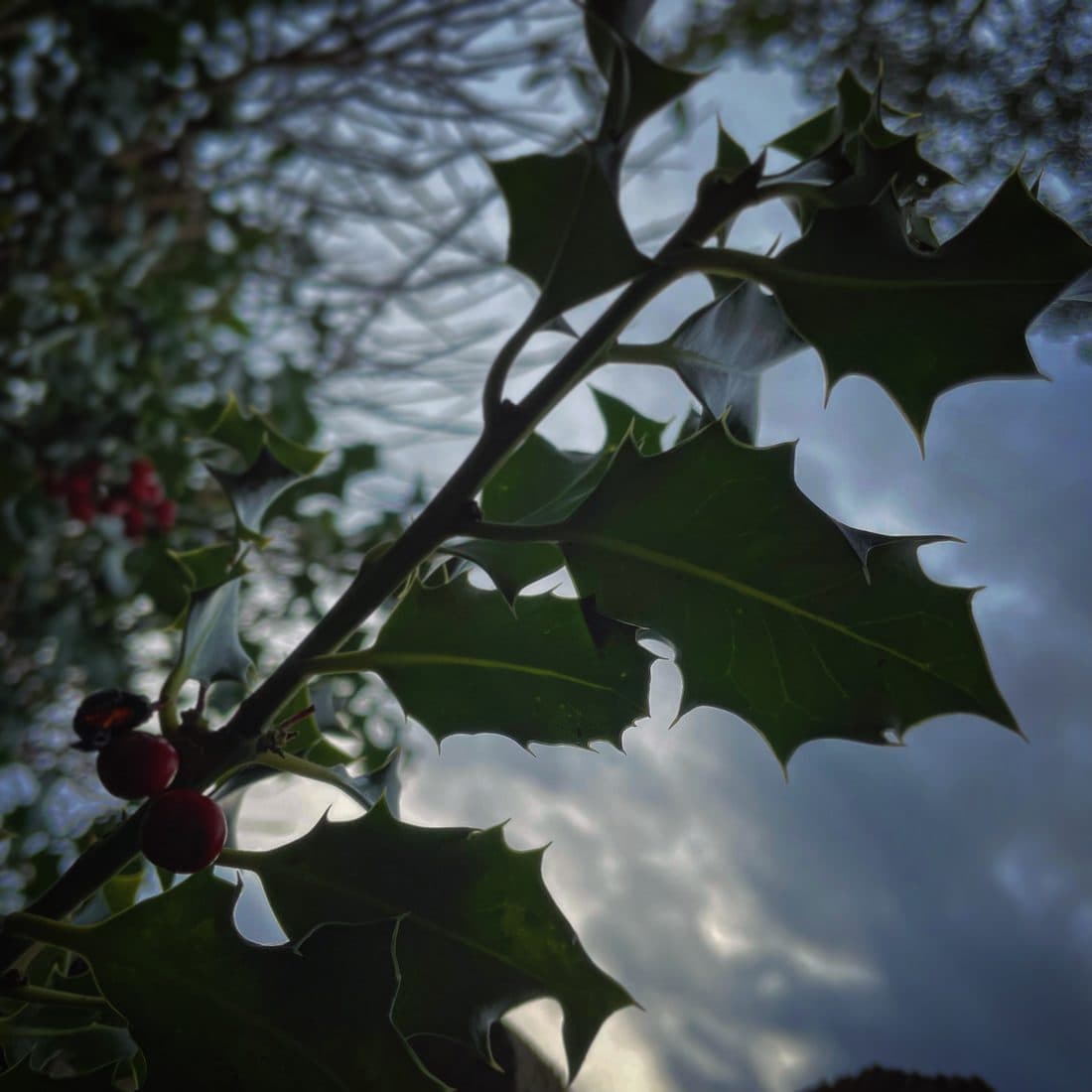 Ein Stechpalmenzweig mit stacheligen, dunkelgrünen Blättern und roten Beeren, von unten gesehen vor einem grauen, wolkigen Himmel