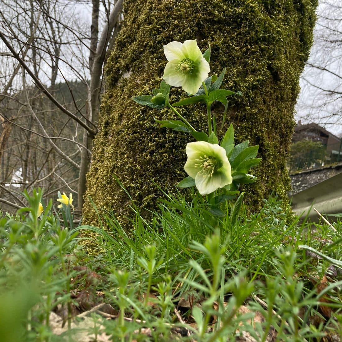 Zwei hellgrüne Blüten vor einem moosbewachsenen Baumstamm, davor Gras und kleine gelbe Blüten