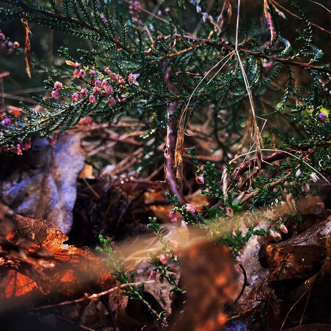 Heidekraut mit kleinen rosa Blüten und schuppig beblätterten Zweigen dicht über dem Boden, davor unscharf braunes Herbstlaub, das im Licht orange aufleuchtet