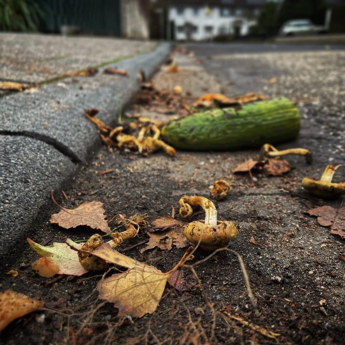 Umgekippte gelbbraune Pilze, Herbstlaub und eine grüne Gurke liegen in der Rinne an einer Bordsteinkante, dahinter unscharf eine Straße mit weißen Häusern