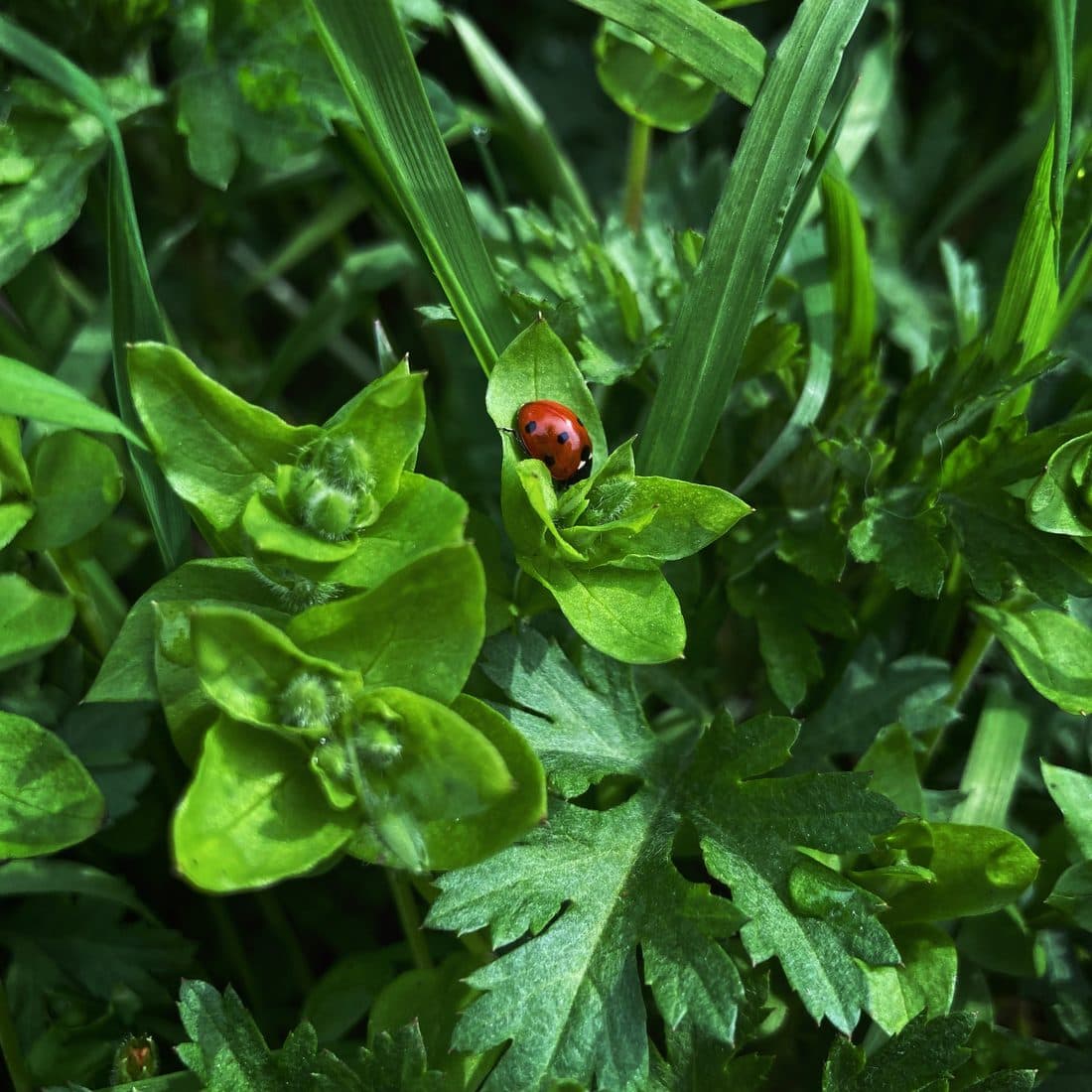 Ein roter Marienkäfer mit schwarzen Punkten sitzt auf einem hellgrünen Blatt zwischen Grashalmen und gezackten, dunkelgrünen Blättern