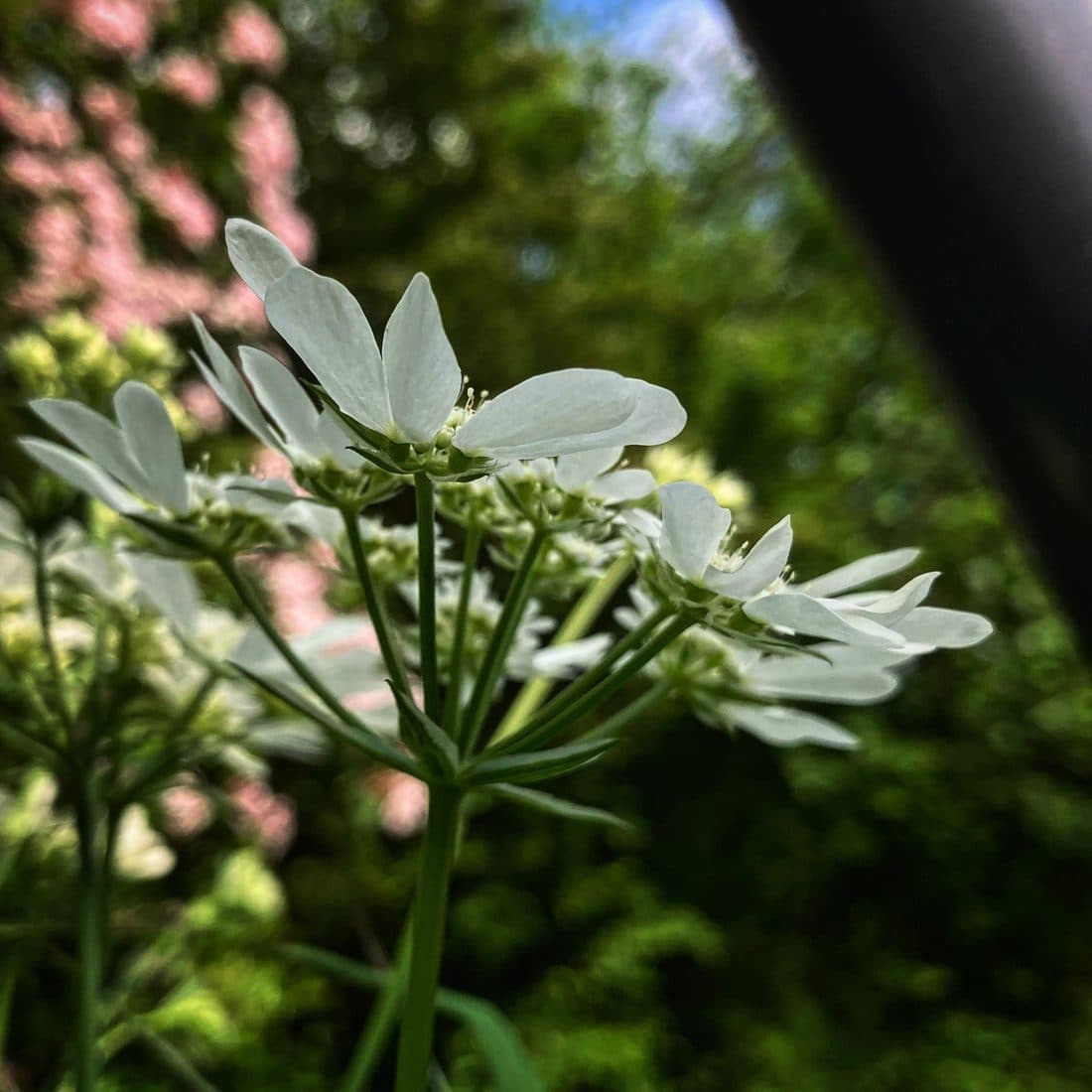 Weiße Doldenblüten mit großen, abstehenden Randblüten von unten gesehen, dahinter unscharf grünes Laub und ein rosa blühender Baum, am rechten Rand eine dunkle, unscharfe Fläche