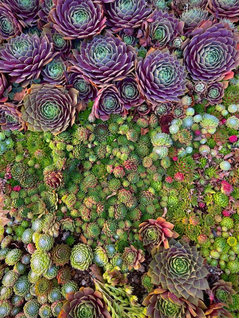 Ein dichter Teppich aus Hauswurz von oben, in der oberen Hälfte große violette Rosetten, darunter viele kleine in Grün, Rot und Blaugrün