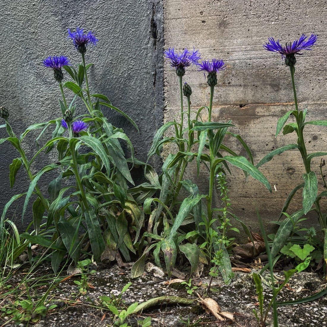 Blauviolette Flockenblumen mit langen, lanzettlichen Blättern wachsen am Fuß zweier grauer Betonwände, dazwischen ein paar kleinere Wildkräuter