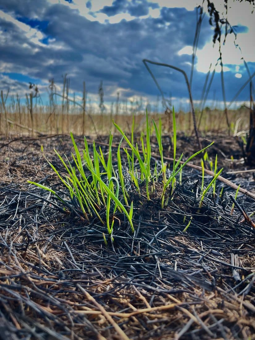 Frische hellgrüne Halme sprießen aus verbranntem Boden mit schwarz verkohlten Stängeln, dahinter trockene hohe Gräser unter blaugrauen Wolken