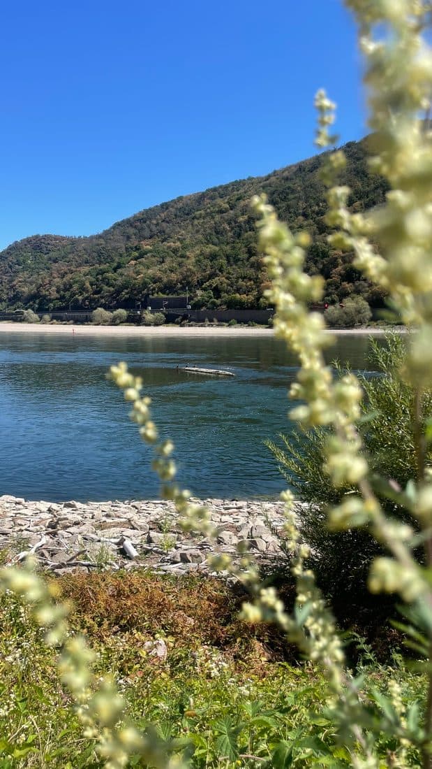Der blaue Rhein vor einem bewaldeten Hang unter wolkenlosem Himmel, davor ein steiniges Ufer und unscharfe Rispen mit kleinen hellgelben Blüten
