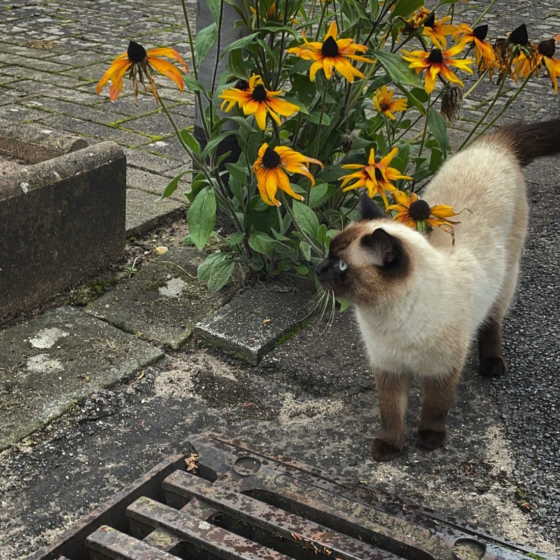 Eine cremefarbene Katze mit dunkelbraunem Gesicht und blauen Augen schnuppert an gelb blühendem Sonnenhut am Straßenrand, im Vordergrund ein rostiger Gullydeckel