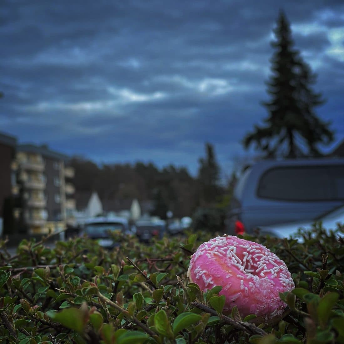 Ein rosa glasierter Donut mit weißen Streuseln liegt auf einer niedrigen Hecke, dahinter unscharf Autos, Wohnhäuser, ein hoher Nadelbaum und ein dunkelblauer Wolkenhimmel