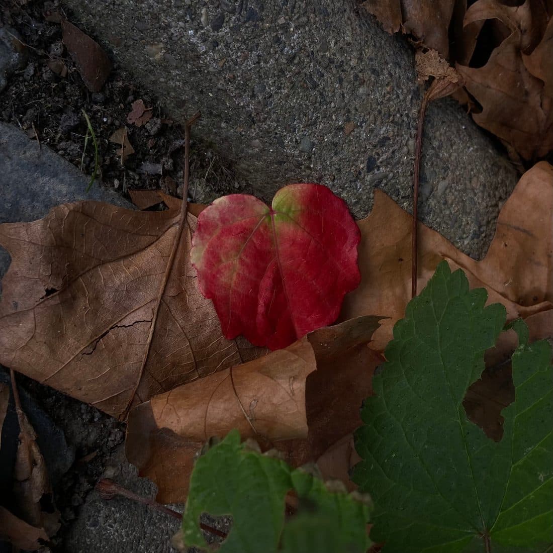 Ein rotes, herzförmiges Blatt zwischen braunem Herbstlaub auf Pflaster