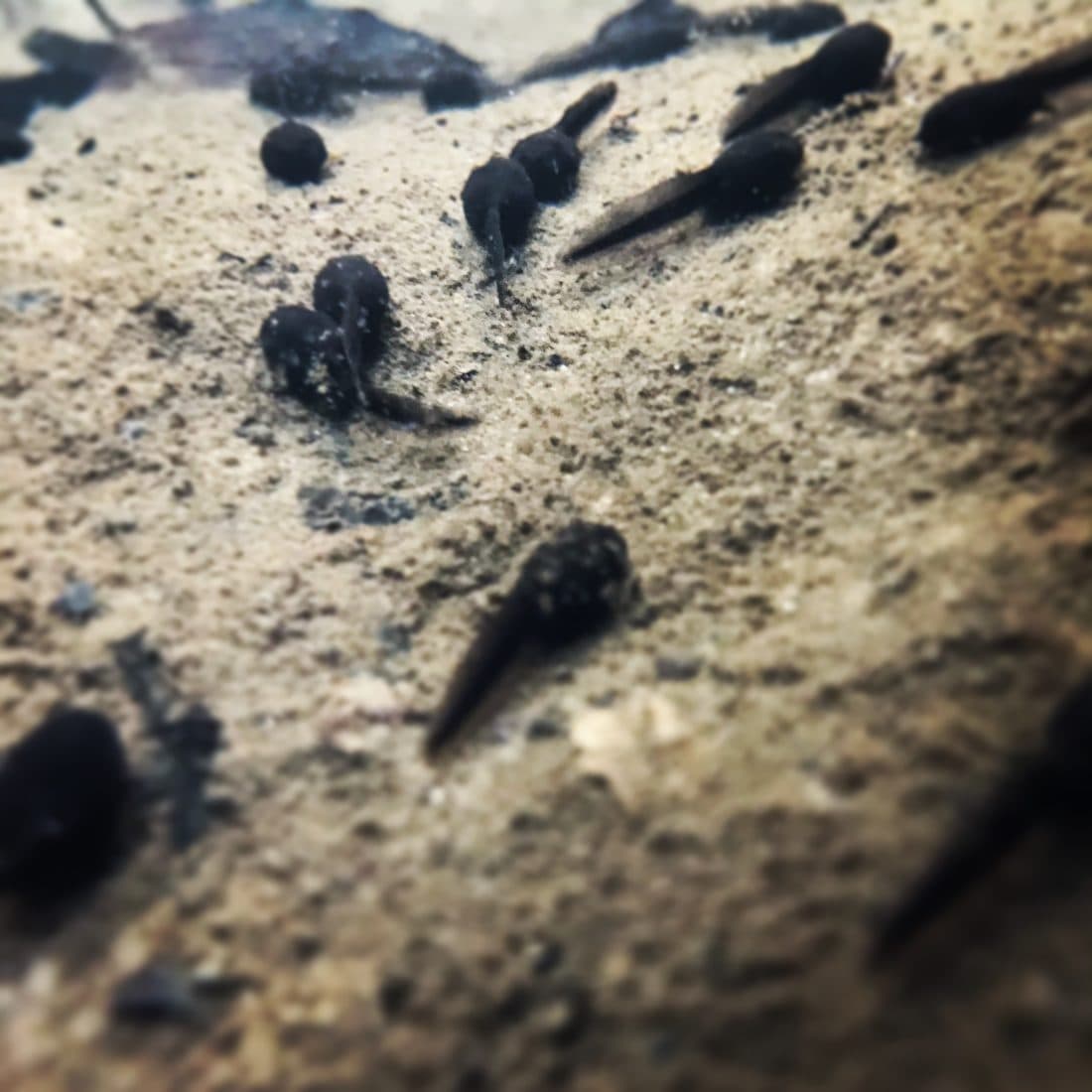 Mehrere schwarze Kaulquappen auf hellem, sandigem Grund in flachem Wasser, in warmen Brauntönen und nur in einem schmalen Bereich scharf