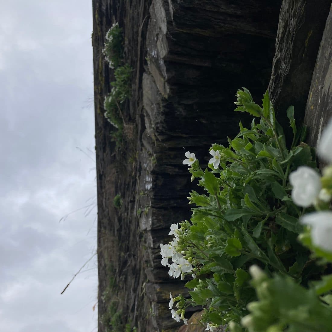 Kleine weiße Blüten an einer Schiefermauer vor grauem Himmel