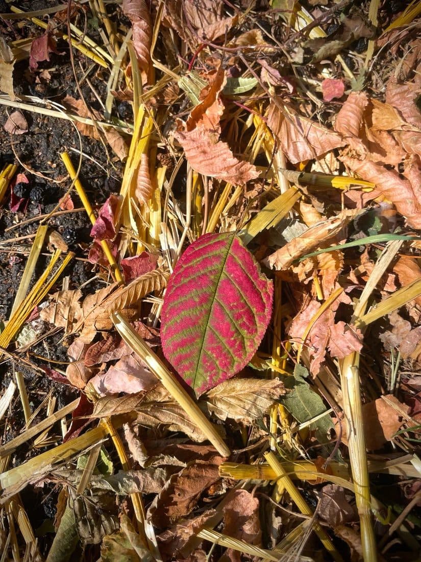 Ein einzelnes Blatt, dessen Fläche pink und dessen Adern grün geblieben sind, liegt auf hellem Schnittgut und braunem Laub