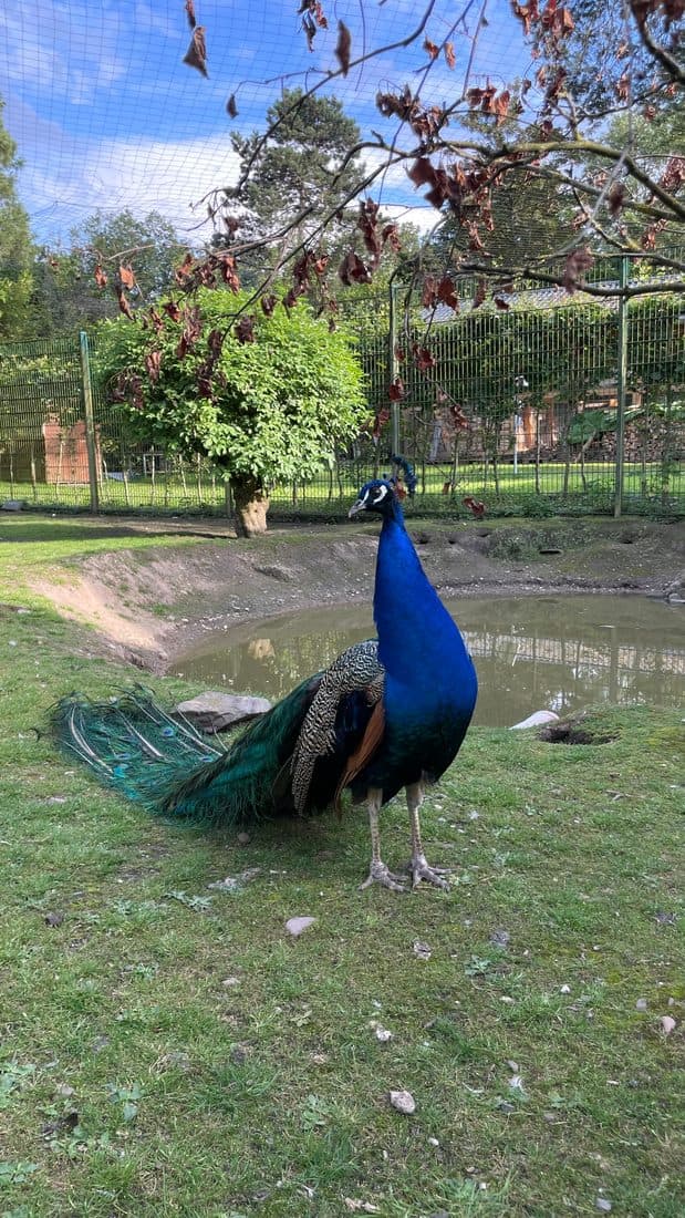 Ein Pfau steht auf einer Wiese an einem Teich, dahinter Bäume