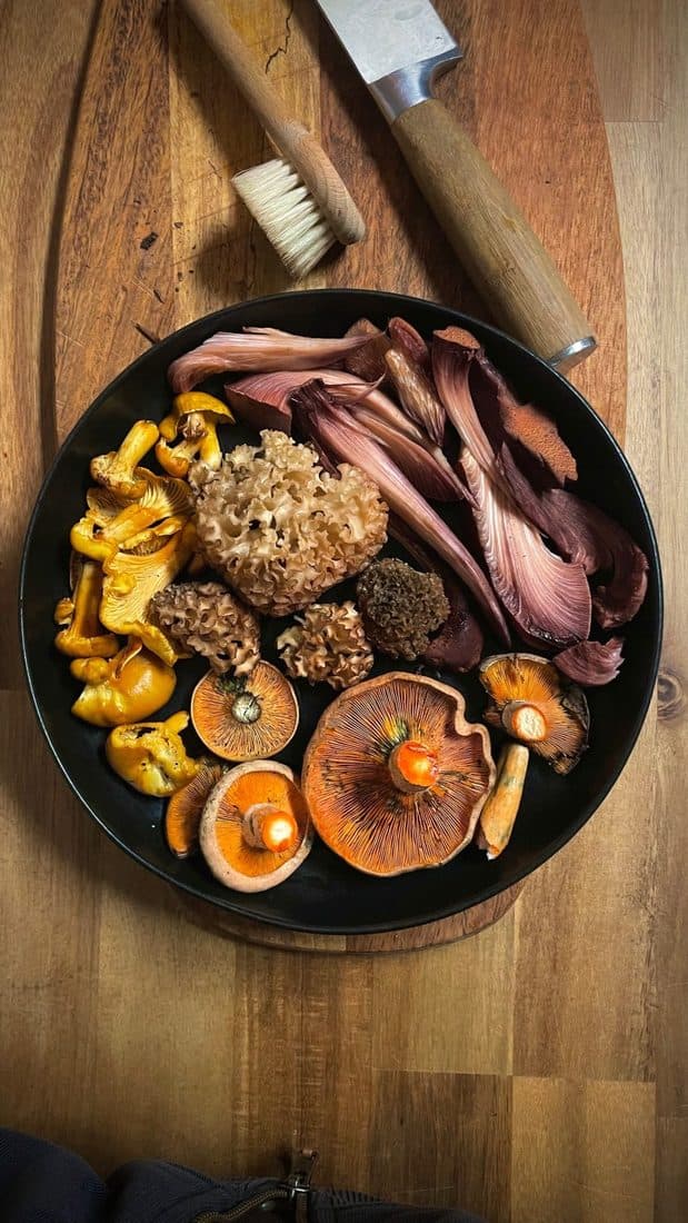 Eine schwarze Pfanne, dicht gelegt mit Wildpilzen: gelbe Pfifferlinge, eine krause Glucke, orange Reizker und violette Seitlinge, daneben Pilzbürste und Messer