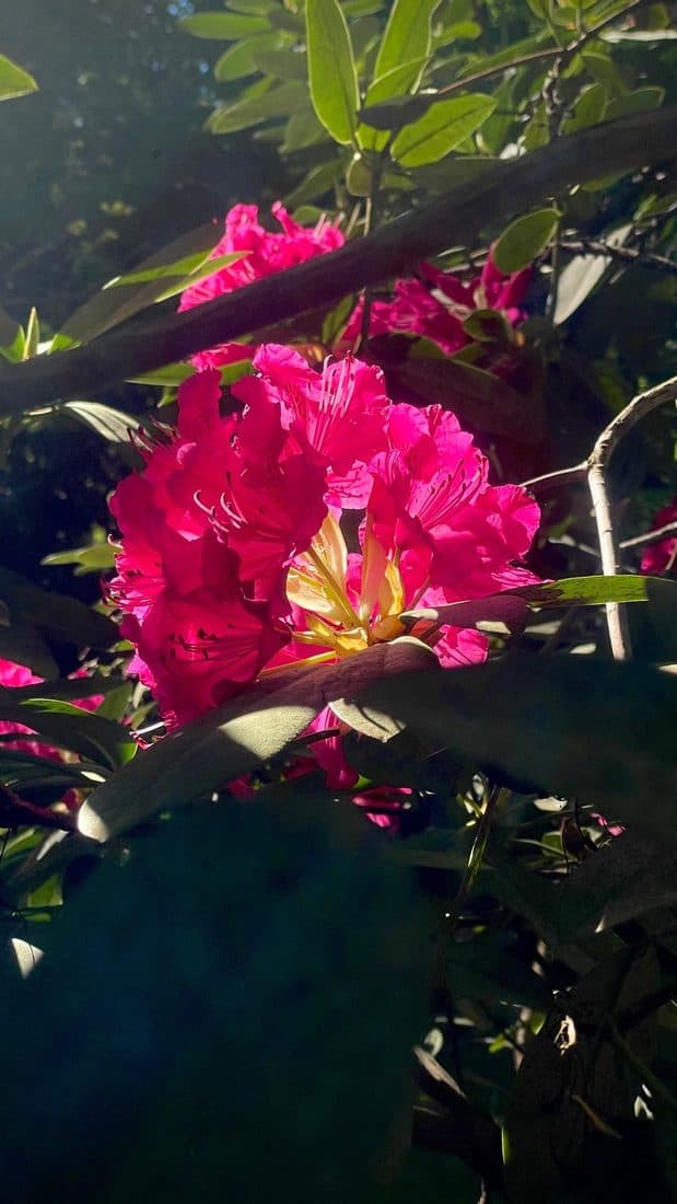 Eine pinkfarbene Rhododendronblüte, von der Sonne angestrahlt, dahinter dunkles Blattwerk im Schatten