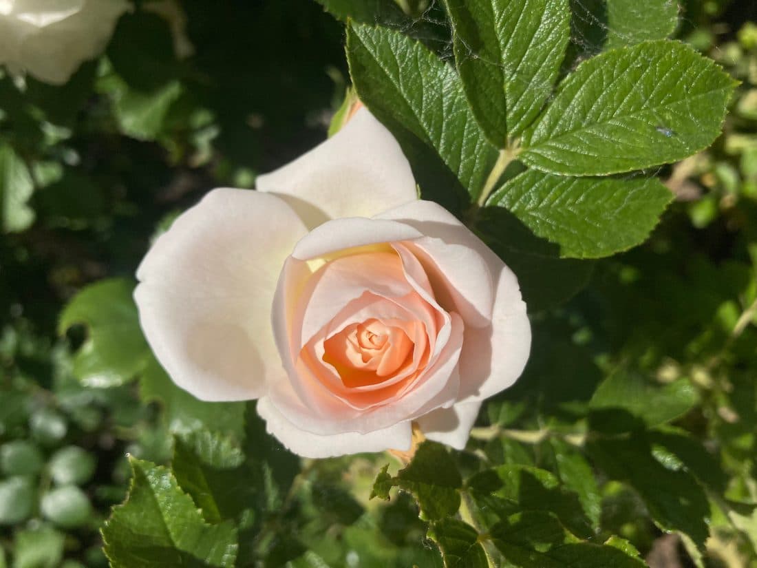 Eine zartrosa Rose zwischen grünen Blättern
