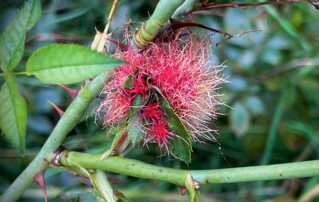Eine rote, haarige Rosengalle an einem Rosenstiel mit Stacheln