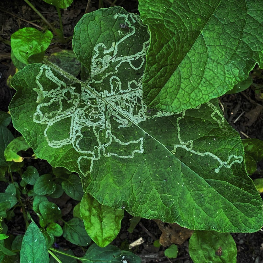 Ein großes herzförmiges Blatt ist von hellen, verschlungenen Gängen winziger Minierlarven durchzogen, ringsum kleinere grüne Blätter auf dunkler Erde