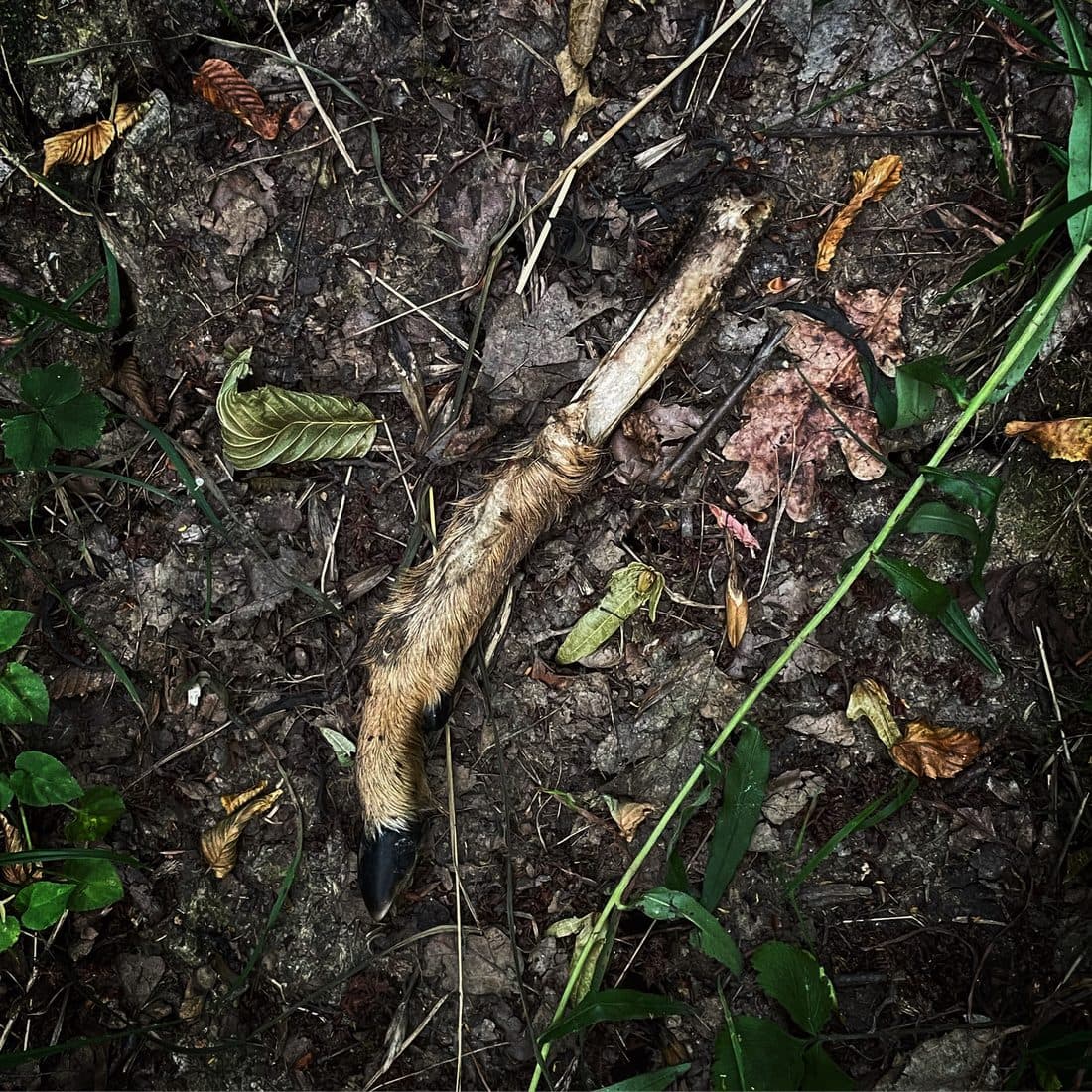 Das abgetrennte Bein eines kleinen Huftiers mit braunem Fell, schwarzem Huf und freiliegendem Knochen liegt auf dunklem Boden zwischen welkem Laub und grünen Halmen