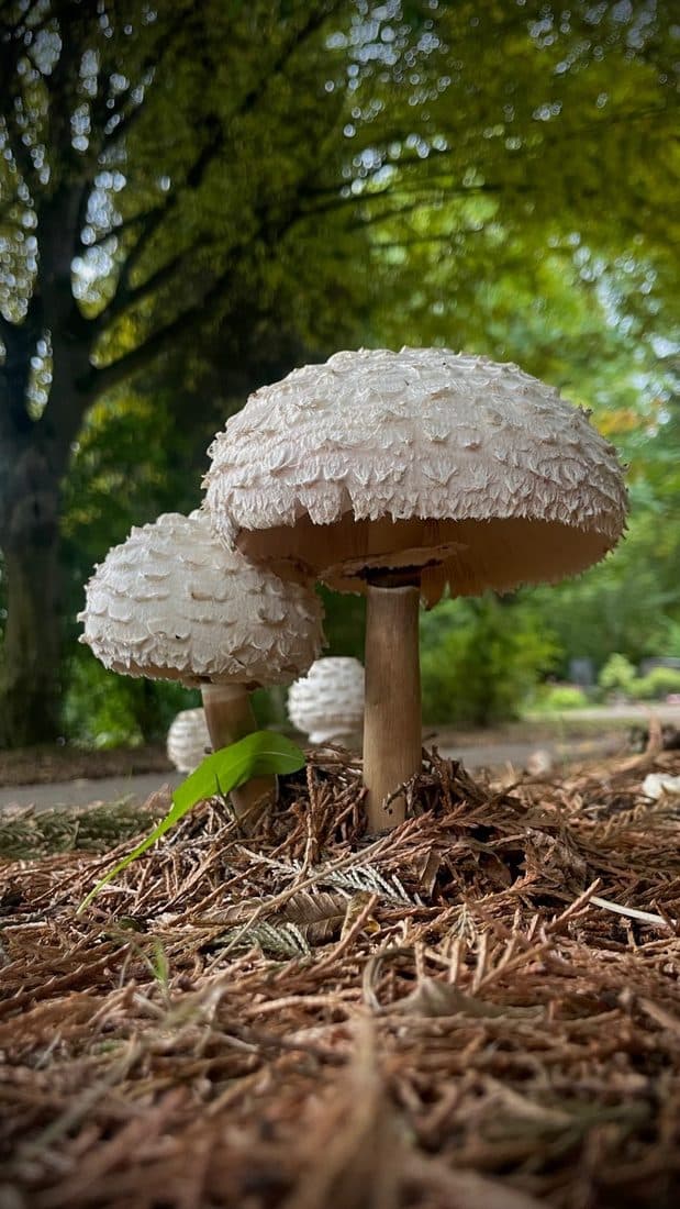Zwei weiße, grobschuppige Schirmpilze aus Bodenhöhe fotografiert, darunter braune Nadeln, dahinter Bäume mit Lichtpunkten