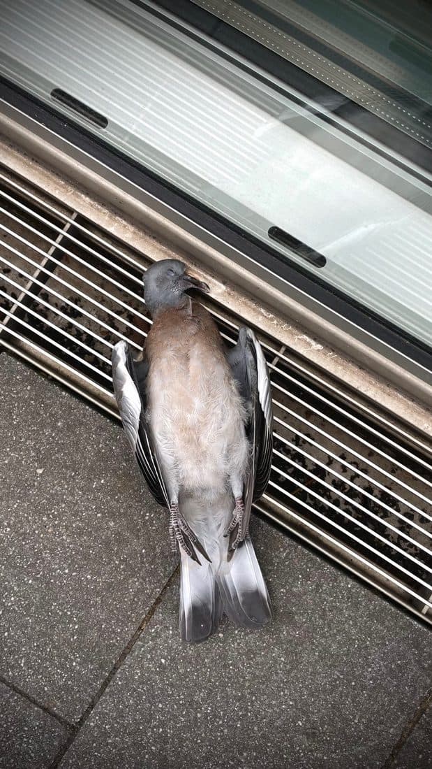 Eine tote Taube liegt mit ausgebreiteten Flügeln auf dem Pflaster neben einem Gitter und einem hellen Fahrzeug